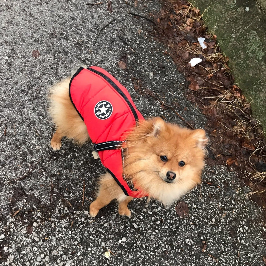 Pomeranian set oppefra i rød jakke med sort kant og sele, stående på våd asfalt. 11