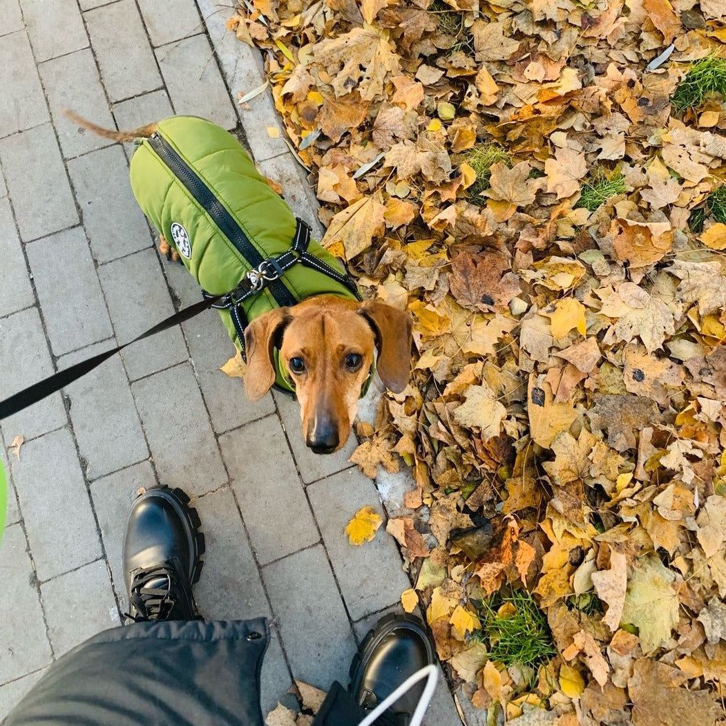 Gravhund set oppefra i grøn jakke med sele i snor, stående på fortov ved et bjerg af efterårsblade. 7