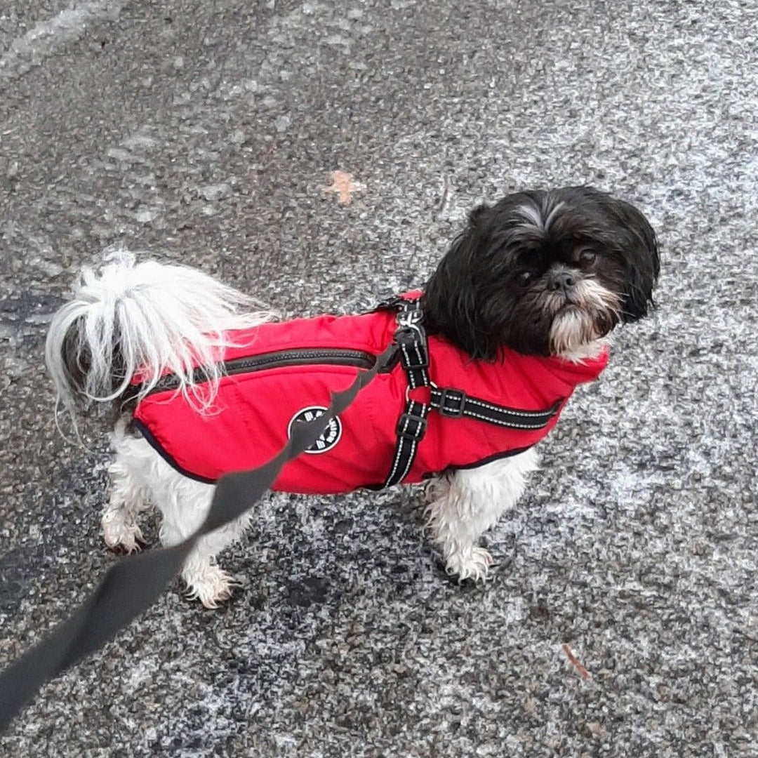Lille sort og hvid hund i rød jakke med sele og lynlås på ryggen, i snor på sneklædt asfalt. 9