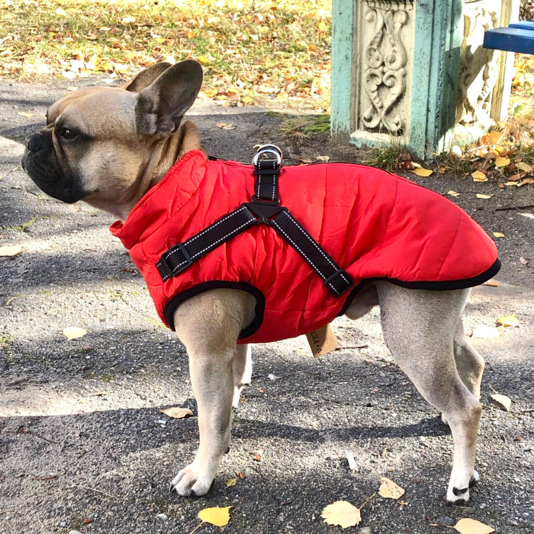 Fransk bulldog i profil iført rød quiltet jakke med sort sele med reflekser, stående på asfalt med efterårsblade. 1