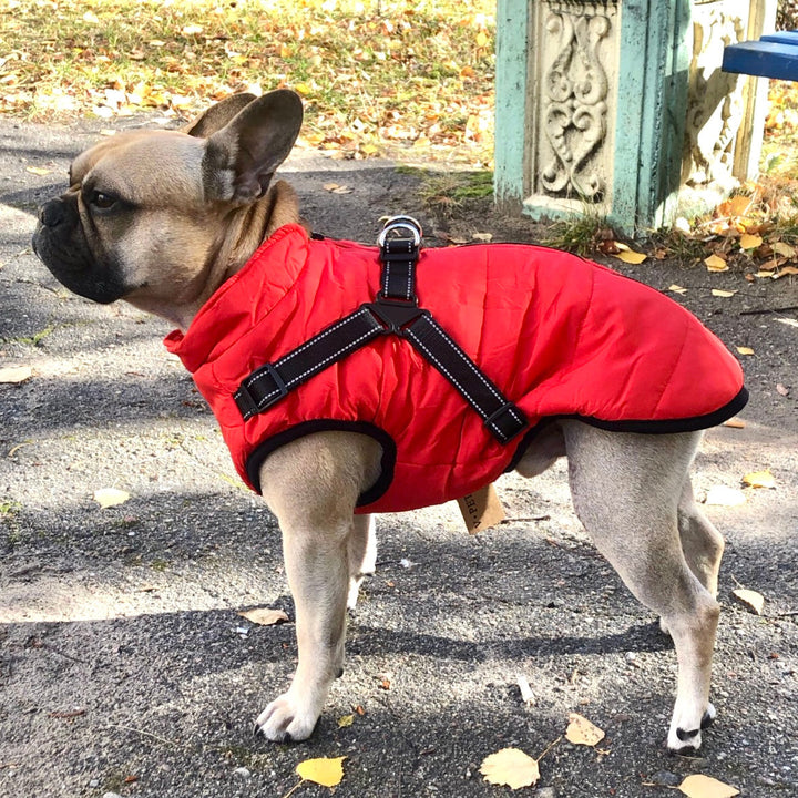 Fransk bulldog i profil iført rød quiltet jakke med sort sele med reflekser, stående på asfalt med efterårsblade. 1