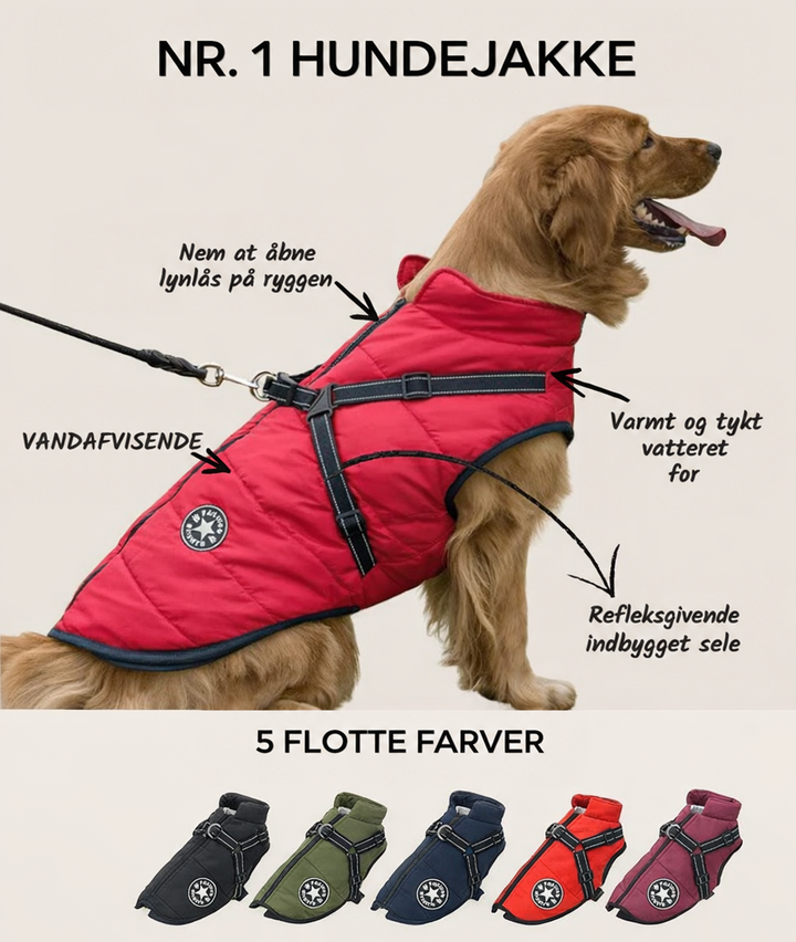 Golden retriever iført rød jakke med sele, med pile og tekstforklaringer til lynlås, fyld og reflekser, og fem farvevarianter nederst. 2