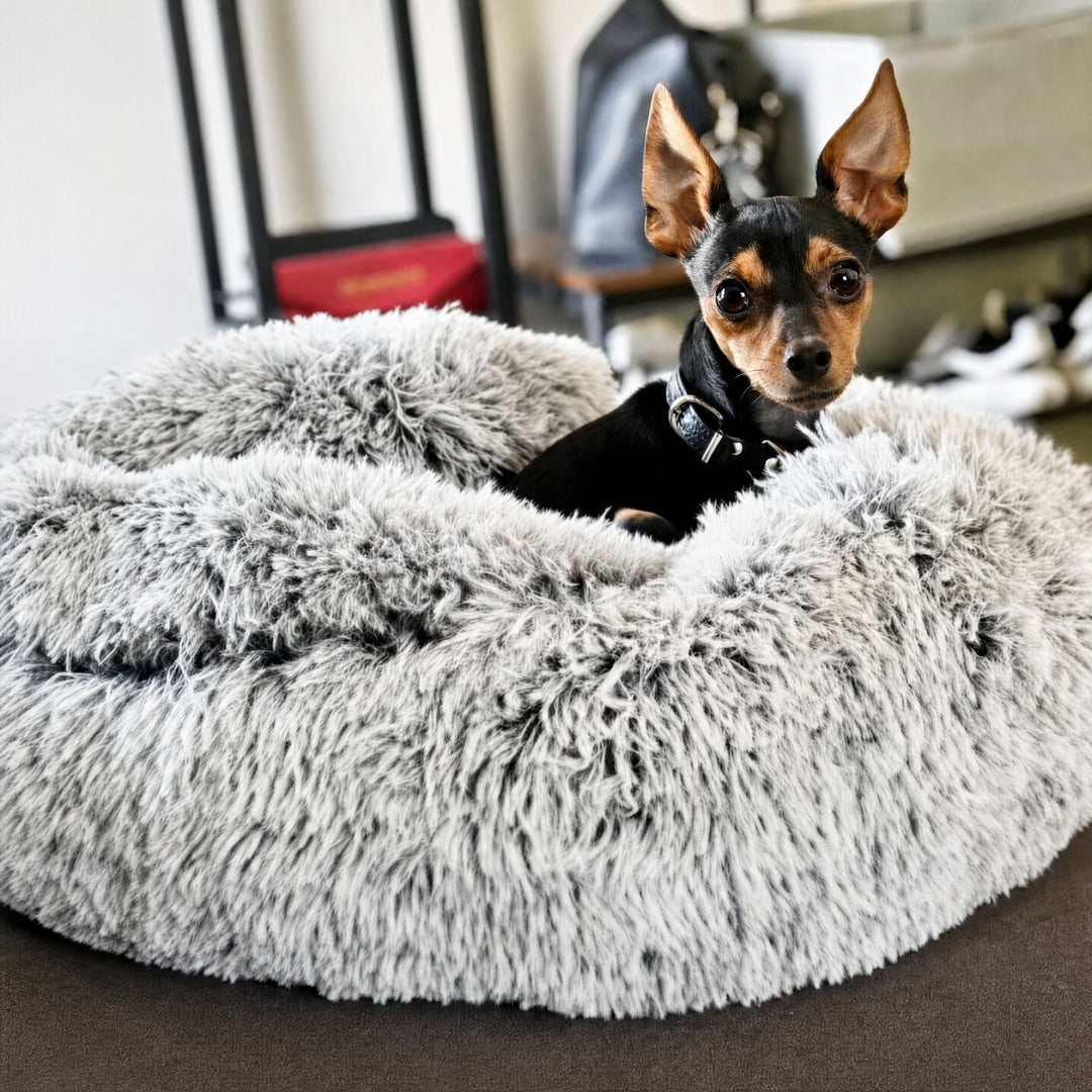 En lille sort og brun hund med halsbånd kigger op over kanten på den grå plysseng, der er fotograferet fra siden. 10