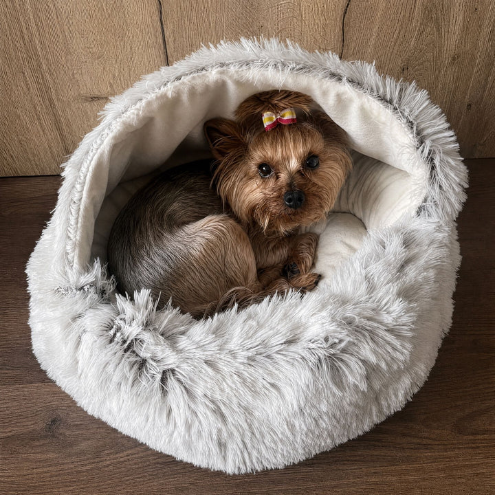 En lille yorkshire terrier med sløjfe i håret ligger krøllet sammen i hulen med hvidt indre foran en trævæg. 9