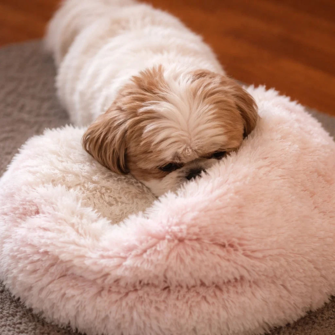 Nærbillede af en lille hvid og brun hund, der hviler hovedet på kanten af den bløde lyserøde plysseng. 12