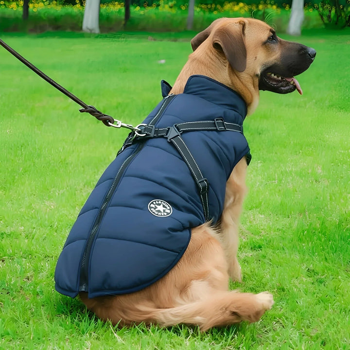 Stor hund med marineblå quiltet jakke og sele sidder i græsset, set fra siden med snor fastgjort. 2