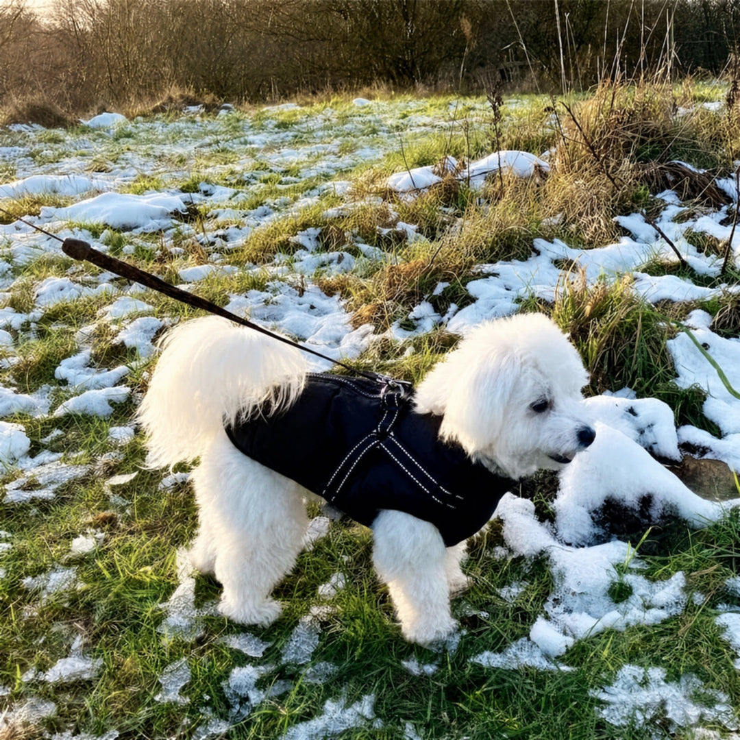 Hvid bichon-type hund i sort jakke med reflekterende sele på en sneplettet græsmark med snor. 13
